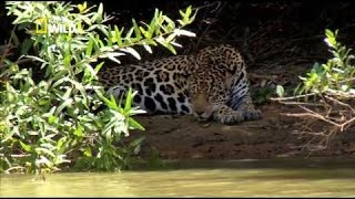 Les Fauves dAmazonie  Documentaire animalier Nat Géo Wild [upl. by Scarface]