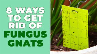 How to get rid Fungal Gnats [upl. by Waylin]