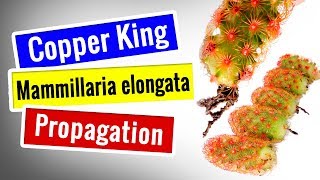 Mammillaria Elongata Propagation  Step by step  Succulents for beginners [upl. by Tenenbaum423]