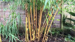 Phyllostachys vivax ‘Aureocaulis’ update  June 4th 2024 [upl. by Presber]