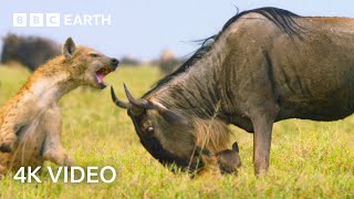 Newborn Wildebeest Immediately Hunted by Predators  A Perfect Planet  4K UHD  BBC Earth [upl. by Hayse]