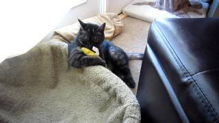 Angel Black Smoke Domestic Shorthair Licking Yeowww Catnip Banana [upl. by Port326]