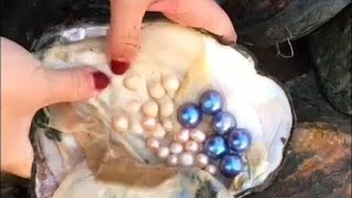 Real Pearls from Oyster  Taking out Pearls from Sea Shells  Opening Oyster Pearls [upl. by Enylhsa]