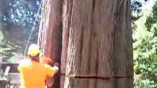 Tree Felling Big Cypress Tree Trunk with Ace Tree Management [upl. by Mcnamara]