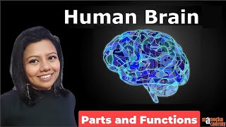 Human Brain Parts and Functions [upl. by Schurman]