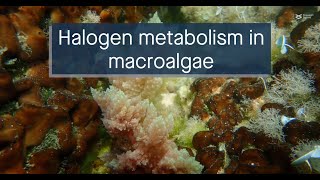 Halogen metabolismrelated genes in macroalgal associations and their potential applications [upl. by Seessel908]