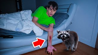 A Vicious Raccoon ATTACKED Me In The Middle Of The Night [upl. by Obau]