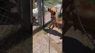 A1959570 Josephine at fence with other dog [upl. by Esorlatsyrc]