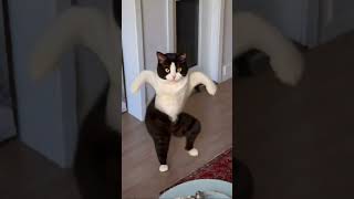 Cat dance cat catdance pets catvideos youtubeshorts yt shorts [upl. by Redmund]