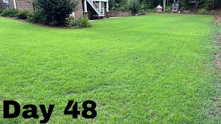 Seed Renovation Update  Seeded Zenith Zoysia  48 Day Update [upl. by Llereg]