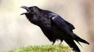 Raven  bird call  Learn The Sound A Raven Makes  Raven Sounds and Pictures [upl. by Selec724]