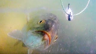 Youve Got To See This Amazing Underwater Trout Attack Footage [upl. by Champ750]