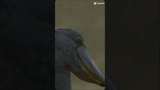 Shoebill stork big beak edit [upl. by Jueta]