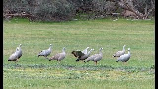 Cape Barren Goose Encounter [upl. by Ariek]