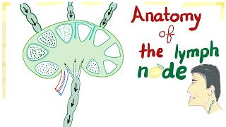 Anatomy of the Lymph node  Best Explanation Ever [upl. by Aguie]