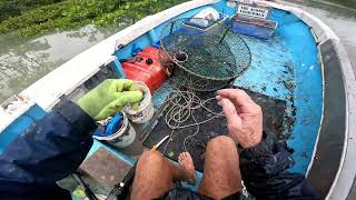 Best spot catch crab mangrove creek Queensland Australia [upl. by Risley]