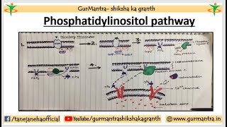 Phosphatidylinositol Signaling Pathway  Cell Signaling Pathway [upl. by Trisha]