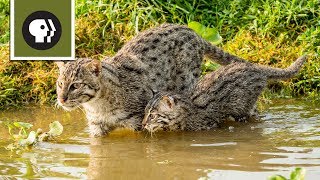 Fishing Kittens See Water For the First Time [upl. by Cherin274]