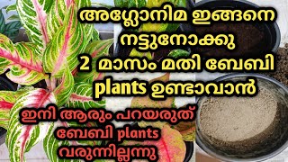 Aglaonema നടാൻ ഇതിലും നല്ല potting mix വേറെയില്ല Best potting mix for fast growing Aglaonema plants [upl. by Carlie]