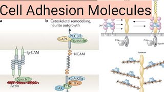 Cell adhesion molecules CadherinsintegrinsIgSFselectins [upl. by Fornof499]