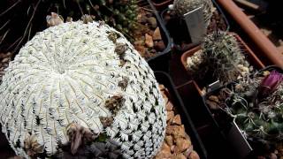 mammillaria pectinifera [upl. by Aihsena]