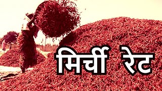 मिर्ची रेट Guntur Mirchi Market Report in Hindi Teja Mirchi Price Byadigi Mirchi Rate [upl. by Assennej858]