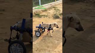 सेवा ही प्रेम है wheelchairdog paralyseddog vosah [upl. by Rochelle]