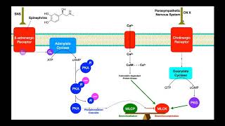 Pulmonary Pharmacology Part 1  Bronchoconstriction amp Bronchodilation Mechanisms [upl. by Nanek]