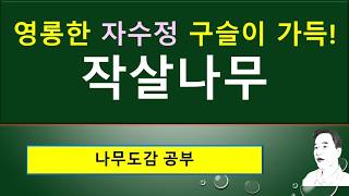 작살나무의 보석 같은 열매  작살나무 vs 좀작살나무 [upl. by Llednil272]