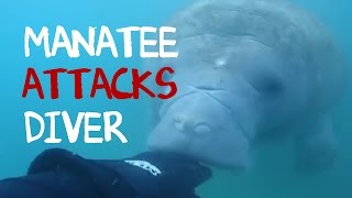 Manatee Brutally Attack Divers Hand [upl. by Ecirtram]