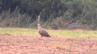 Seeadler  im Lausitzer Heide und Teichland [upl. by Khudari]