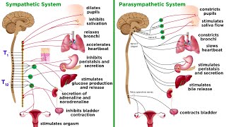 Divisions of the Nervous System  Biological Psychology AQA ALevel [upl. by Strang]