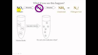 Nitrate Test [upl. by Virendra]