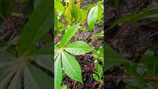 cassava roots amp leaves are nutritious amp use in culinary mostly in Africa [upl. by Elwood]