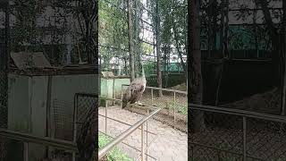 Mor Dikha Pakshi Vihar Me  Nandan van Raipur  Jungle safari Raipur Chhattisgarh  Only Bhavika [upl. by Secundas]