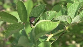 Japanese Beetles take over WNY gardens [upl. by Favata724]