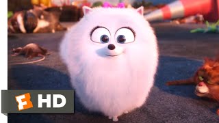 The Secret Life Of Pets 2  Clip Asking Chloe  Now on 4K Bluray DVD amp Digital  Illumination [upl. by Blinnie483]