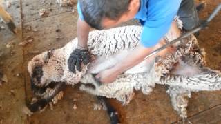 Jaime Rios sheep shearing California [upl. by Nebeur]