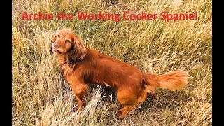 Working Cocker Spaniel Archie hunting rabbits [upl. by Kulda]