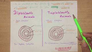 Biology Diploblastic and Triploblastic animals  Basic Diffrence between these [upl. by Leuas186]