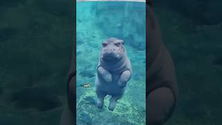 Mischievous but responsible baby hippo animals love shorts [upl. by Dannye]