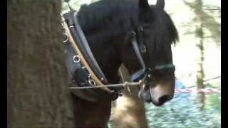 About Forestry Management  Horse Logging Conservation [upl. by Ycram]