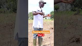 The Importance of Planting Distance in Cassava Farming cassava cassavacake cassavaroots farming [upl. by Thalia]