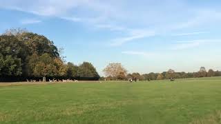 Dog Chasing Deer in Richmond Park England [upl. by Yna875]