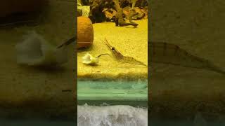 monster shrimp 🦐 shorts youtubeshorts shrimp aquarium subscribe [upl. by Farny]