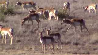 Pronghorn Antelope Prescott Valley AZ HD [upl. by Hermann]