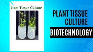 plant tissue culture steps types callus cell suspension meristem anthar protoplast class [upl. by Niffirg]