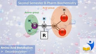 General reactions of amino acids  Transamination  Deamination  Decarboxylation  Biochemistry [upl. by Aihtiekal823]