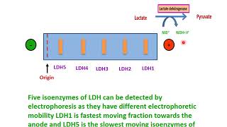 isoenzymes [upl. by Smukler857]