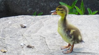 Duckling Quacking Cries Lost its Mother [upl. by Aracaj]